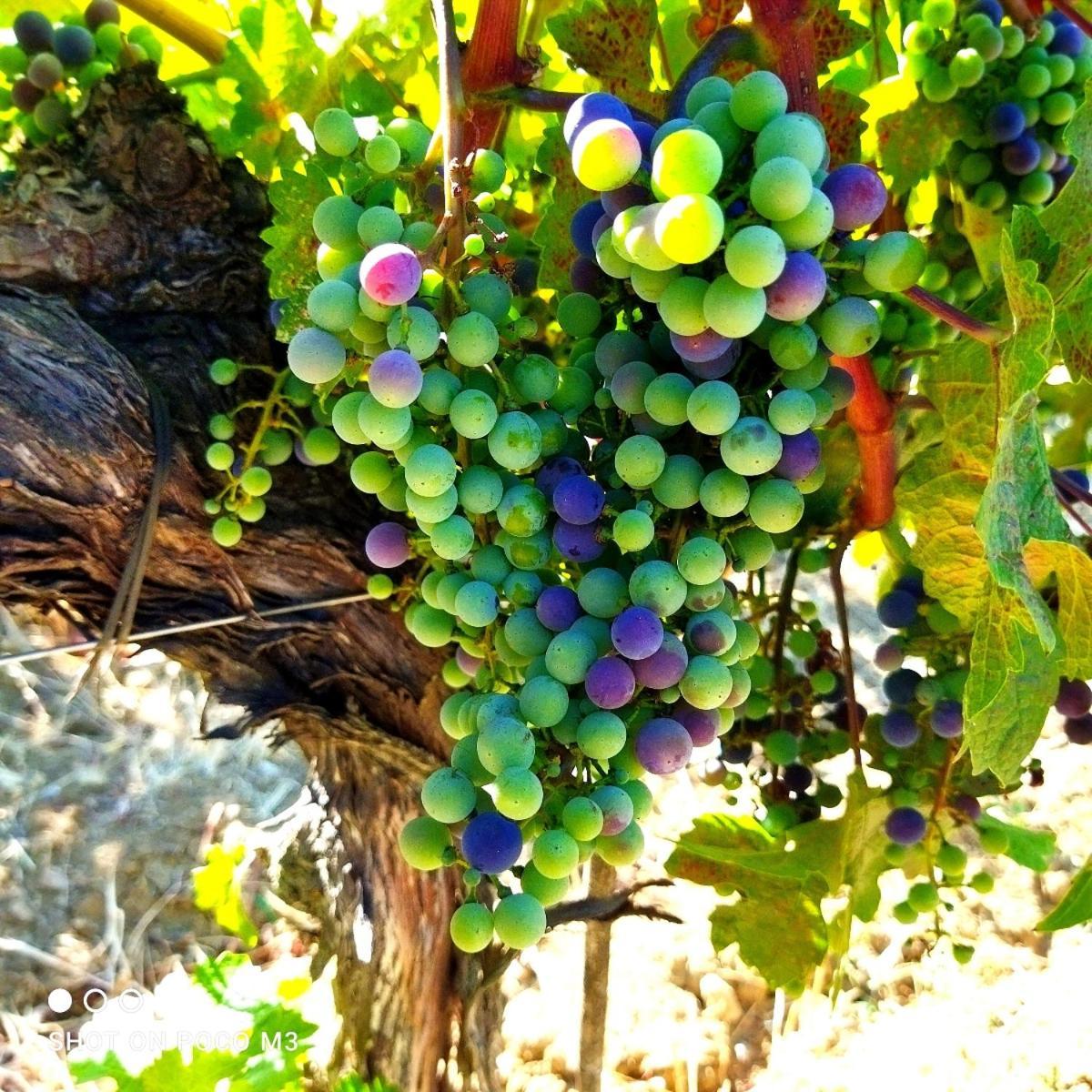 בית הארחה Castiglione dʼOrcia 	Poggio Al Vento מראה חיצוני תמונה